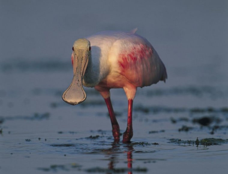 A roseate spoonbill at the shore in Merritt Island, Fla. Fossils show that shorebirds during the time of the dinosaurs behaved just like modern shorebirds.